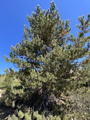 Pinus contorta