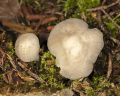 Pluteus