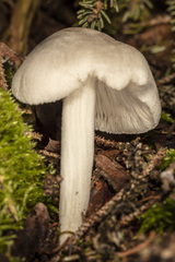 Pluteus