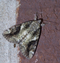 Catocala micronympha