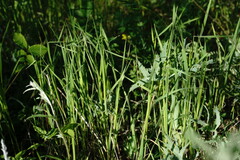Triticum monococcum boeoticum