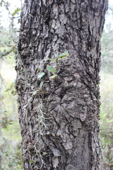 Quercus rugosa