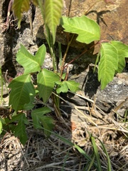 Toxicodendron