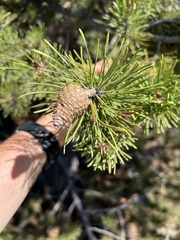 Pinus contorta