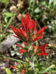 Castilleja miniata