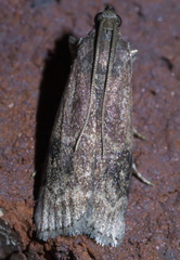Euzophera semifuneralis