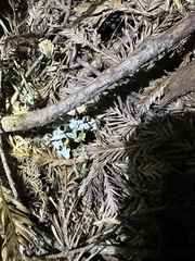 Hypogymnia enteromorpha