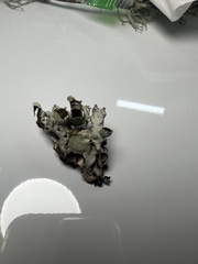 Hypogymnia enteromorpha