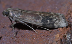 Euzophera semifuneralis