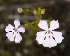 Isotoma hypocrateriformis