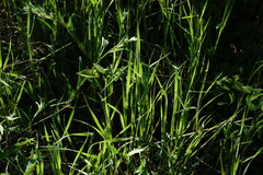 Triticum monococcum boeoticum