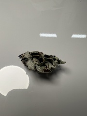 Hypogymnia enteromorpha