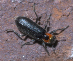Placopterus thoracicus