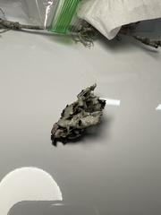 Hypogymnia enteromorpha