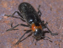 Placopterus thoracicus