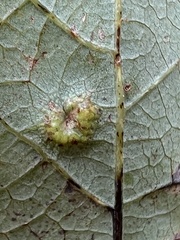 Callirhytis quercusfutilis