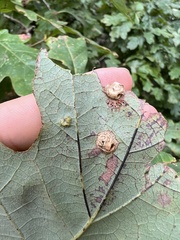 Callirhytis quercusfutilis