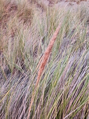 Ammophila