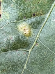 Callirhytis quercusfutilis