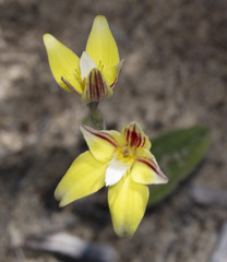 Caladenia flava