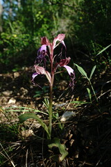 Himantoglossum comperianum
