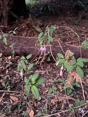 Fuchsia
