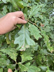 Callirhytis quercusfutilis