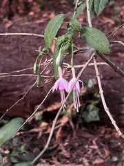 Fuchsia