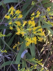 Euthamia gymnospermoides