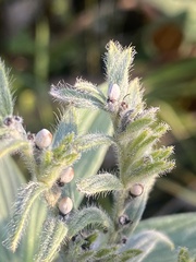 Lithospermum parviflorum