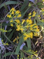 Euthamia gymnospermoides
