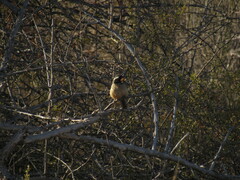 Saltator aurantiirostris