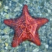 Oreaster - Photo (c) Bob Peterson, some rights reserved (CC BY)