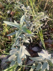 Lithospermum parviflorum