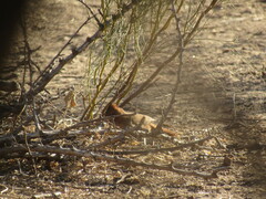 Pseudoseisura lophotes