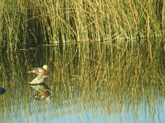 Callonetta leucophrys