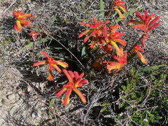 Anigozanthos humilis