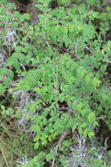 Symphoricarpos microphyllus