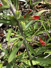 Castilleja miniata