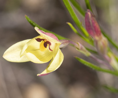 Thelymitra antennifera