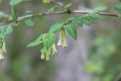 Symphoricarpos microphyllus
