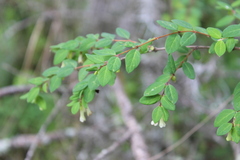 Symphoricarpos microphyllus