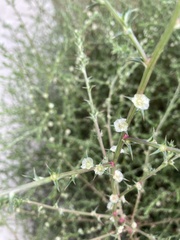 Salsola australis