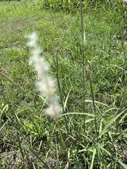 Bothriochloa
