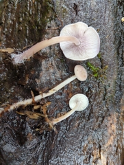 Baeospora myriadophylla