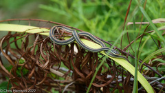 Thamnophis proximus orarius