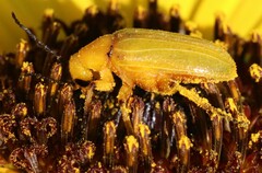 Zonitis dunniana