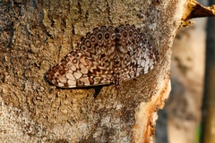 Hamadryas feronia farinulenta