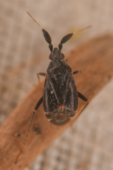 Atractotomus