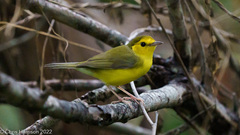 Setophaga citrina